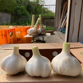 平戸にんにく🧄20kg 20kg 野菜/にんにく通販