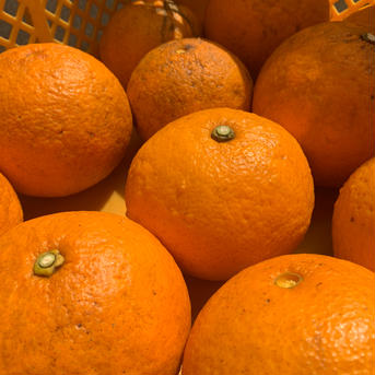 10%増量【訳あり】爽やか甘夏４ｋｇ+400g［農薬・化学肥料不使用］ 4.4ｋｇ 果物/オレンジ・その他みかん通販