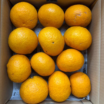 栽培期間中農薬不使用】爽やかな甘さ 愛媛県産 甘夏 約2.5kg（家庭用