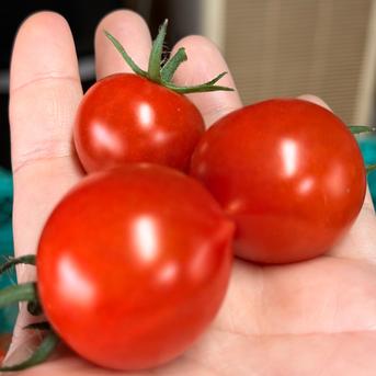 当日朝採り・冷蔵便】甘さが弾けるミニトマト クリーンなハウス水耕