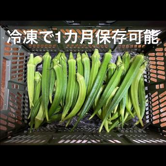 飯島農園の大長五角オクラ、ビッグフィンガー オクラ40〜50本 野菜/オクラ通販