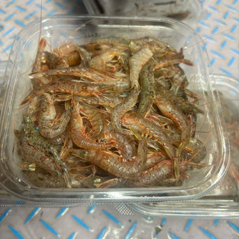 ガザエビ、小、9k 9k 魚介類/エビ通販