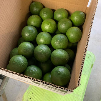 夏かぼす　大特価　20Kg かぼす2kg（約20個）【2025.10.23現在/黄色くなってきました】 | あね