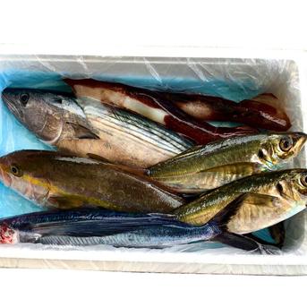 ６月発送予約500円引き！（L）漁師直送！鮮魚セット！　Lサイズ 4～6種　4～5㎏ 魚介類/魚介セット・詰め合わせ通販