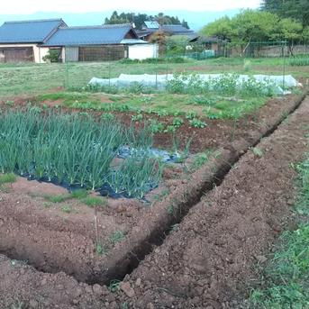 【5種】南信州/飯田から旬の野菜セット(農薬・化学肥料不使用) 5種類 野菜/野菜セット・詰め合わせ通販