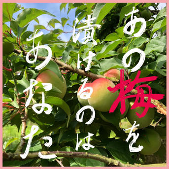 【S】南高梅　青梅 10㎏ 果物/青梅通販
