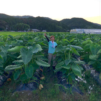 里芋　1.7kg 1.7kg 野菜/里いも通販