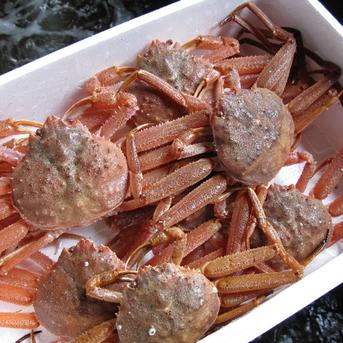 訳活オオズワイ（中小）8ｋｇ詰（約30-60尾） 8ｋｇ詰（約30-60尾） 魚介類/カニ通販