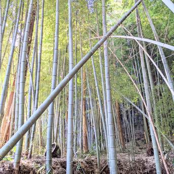【4月上旬発送】鮮度抜群★とれたて自然栽培たけのこ★2kg 2kg（箱の重さ込み） 野菜/たけのこ通販