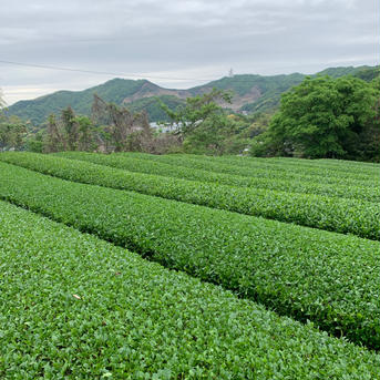 【葉と茎と粉を飲み比べ！】玉露まるごとセット　50g×3種　【吉良茶】 50g×3パック お茶/お茶セット・詰め合わせ通販