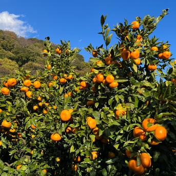 『大津みかん(四号)』5㎏ Mサイズ（１㎏あたり9-10個）大津四号発祥の地 湯河原産 5kg 果物/温州みかん通販
