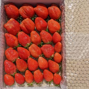 4月セール【いちごBOX】大容量3箱　やよいひめ 1kg×3箱 果物/いちご通販