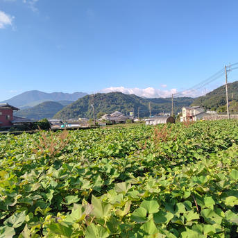 自然栽培さつま芋「べにはるか10kg」（規格外品含む・小～中サイズ