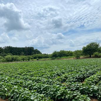 低温熟成保管‼茨城県産紅はるかSサイズ５㎏　さつまいも　サツマイモ S　5kg 野菜/さつまいも通販