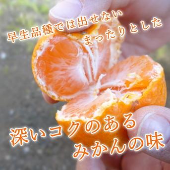 めちゃ甘～い！頑固な甘さの新こたつみかん！ 石甘太 お試し品 サイズ