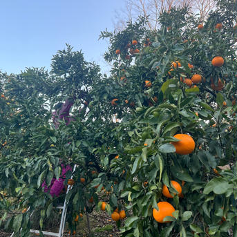 【WBC優勝記念SALE】マルユウ農園の濃厚清見オレンジ🍊8kg（サイズ混合） 8kg（サイズ混合） 果物/オレンジ・その他みかん通販