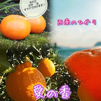 りんごちゃん柑橘ミックス20kg りんごちゃん様専用柑橘ミックス20kg 【公式通販】