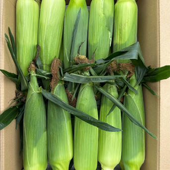 朝採り！あま〜い！スイートコーン「おおもの」400g前後 20本 ｜ 野菜