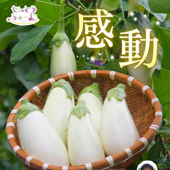 感動✨美白茄子💎 5本 野菜/茄子通販