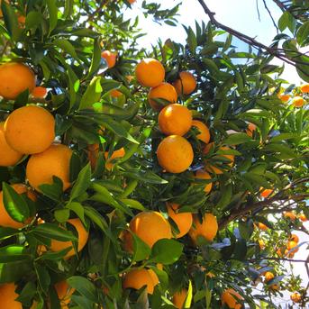 家庭用】屋久島名産たんかん10キロ | 果物/オレンジ・その他みかん