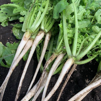 本日収穫】【神鍋高原産】間引き大根1kg ｜ 野菜/大根 産直アウル