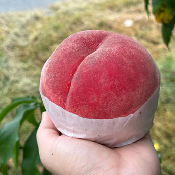 桃【さくら・幸茜・西王母】品種おまかせ 硬め&追熟させて柔らかめ食べ