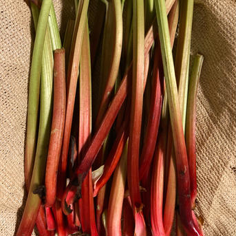 信州産 フレッシュ ルバーブ セミレッド/箱込み2キロ　60サイズ 箱込み2キロ　60サイズ 野菜/その他野菜通販