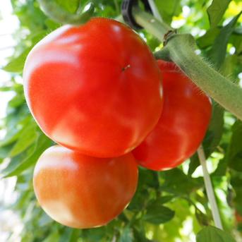 トマト好きが思わず唸る】ギリギリまで完熟させた濃厚大玉の潮風