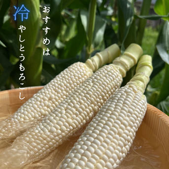 正規品10本 糖度20度超えの白いとうもろこし雪やこんコーン ｜ 野菜
