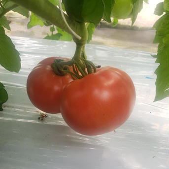ひとみ農園の完熟採り❤️桃太郎トマト 約1kg（5個以上） 野菜/トマト通販