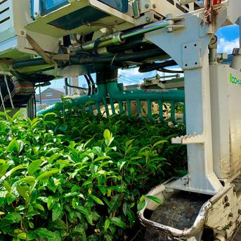 【送料無料・メール便】＼一番茶100％／富士山棒ほうじ茶　ティーバッグ 3ｇ×15ｐ お茶/ほうじ茶通販