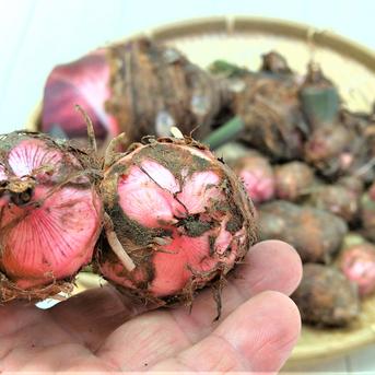 【おすすめ商品】農薬不使用栽培　ホクホク美味しい里芋赤目（セベレス） 親芋含め大小混合　4.0㎏ 野菜/里いも通販