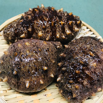 新鮮とれたて！黒バイ貝⒈５kg赤ナマコ2kgセット　生きたまま発送します！ バイ貝⒈５kg・赤ナマコ2kg 魚介類/その他魚介通販