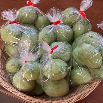 約4.5ｋｇ　子メロン　摘果メロン　浅漬けや粕漬けに　いい食感です 4.5～4.7㎏ 野菜/その他野菜通販