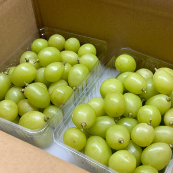 山梨県産【シャインマスカット】ご家庭用(訳あり品) 粒売り