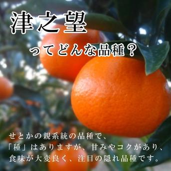 大特価の訳あり品】蜜之望 特大玉サイズ お試し商品 5kg入 ｜ 果物