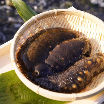 ナマコ ★プロフ必読★様 リクエスト 3点 まとめ商品 Amazon.co.jp: ナマコサプリメント ナマコ粉末100％使用 1袋 120粒