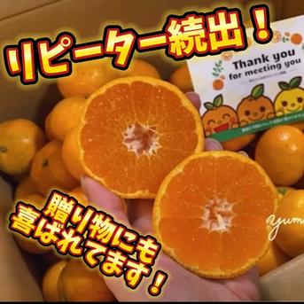 ニコマルみかん 家庭用 10kg ｜ 果物/温州みかん 産直アウル 農家