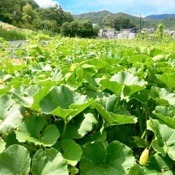 5kg【数量限定】自然栽培！固定種の農薬不使用の南瓜！野菜　かぼちゃ かぼちゃ5kgほど 野菜/かぼちゃ通販