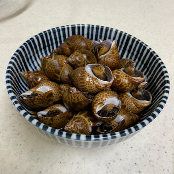 新鮮とれたて！黒バイ貝1kg　生きたまま発送します！ 1kg(45個前後) 魚介類/その他魚介通販