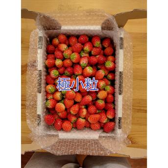 栃木の小粒とちおとめ 2kg 果物/いちご通販