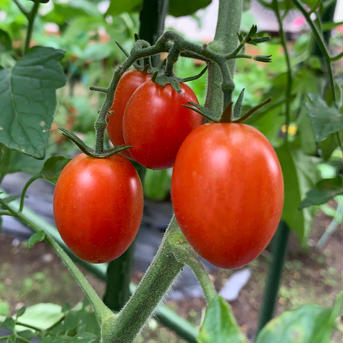 【開設記念セール・お試し】旬の採れたて夏野菜セット60サイズ　6〜9品目 60サイズの箱にいっぱい約1.5kg 野菜/野菜セット・詰め合わせ通販