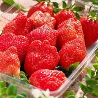 加工用 恋みのり 群馬県いちご品評会銅賞 桃の香りがするいちご500g 