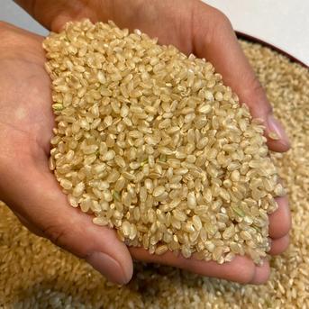 【食通も唸る】粘り・甘みが抜群！希少な口内産・ひとめぼれ　玄米10kg ③ 楽天市場】新米 令和7年産 | 兵庫県産 ヒノヒカリ(うるち米