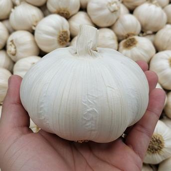 にんにくの王様 青森にんにく『白玉王』レギュラー規格 特大玉：1kg