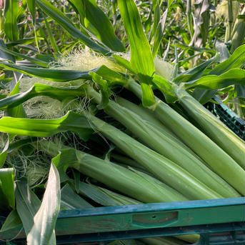 皮付きヤングコーン🌽 50本程度 野菜/とうもろこし通販
