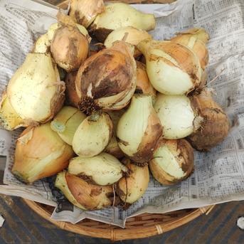 茨城産無農薬訳あり玉ねぎ1.5kg 1.5kg 野菜/玉ねぎ通販