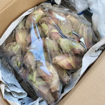 《ぷっくり大きい！》ふきのとう『秋田ふき』 3kg(約210~270個) 野菜/山菜通販