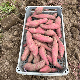 ［お得！］※傷あり 蜜たっぷり！富山県産『紅はるか』(20kg) 20kg 野菜/さつまいも通販