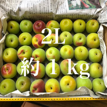 【M】黄色　南高梅2.0kg 2.0kg 果物/青梅通販